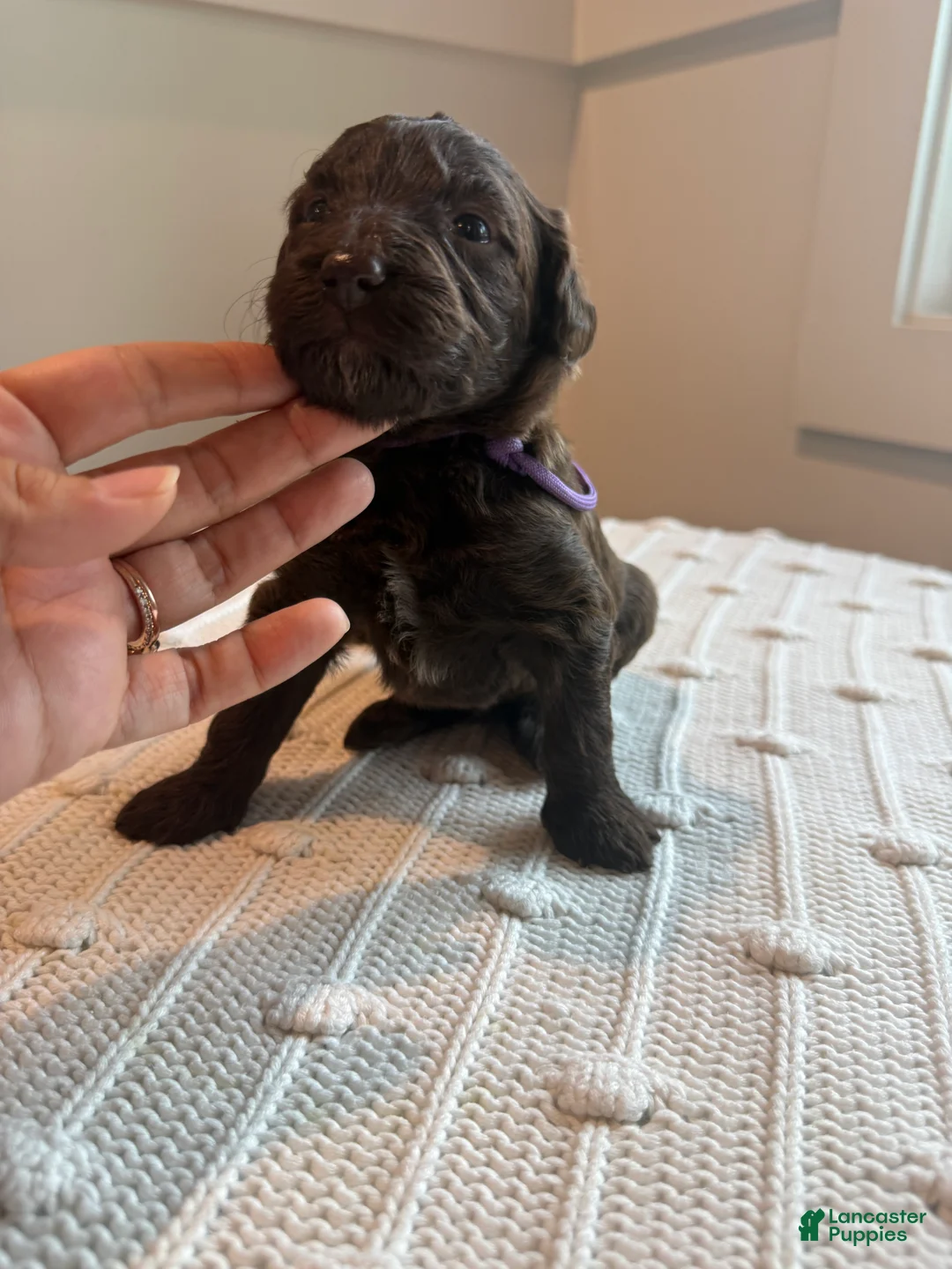 Mixed Breed dogs for sale: Brownie - Ad 2