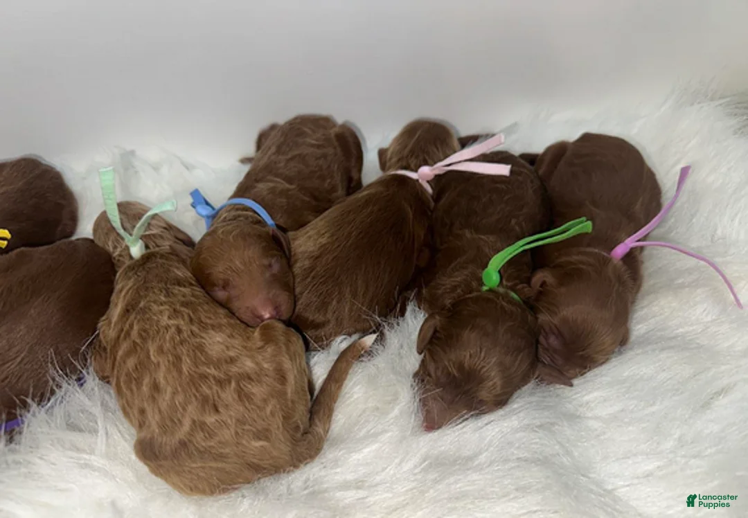 Goldendoodle dogs for sale: Girl 1 - Ad 4