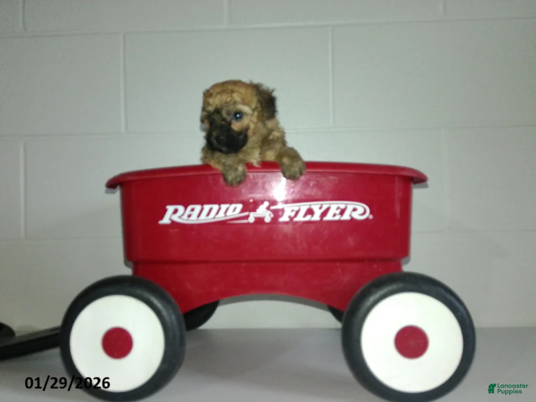Yorkiepoo dogs for sale: Cody - Ad 12
