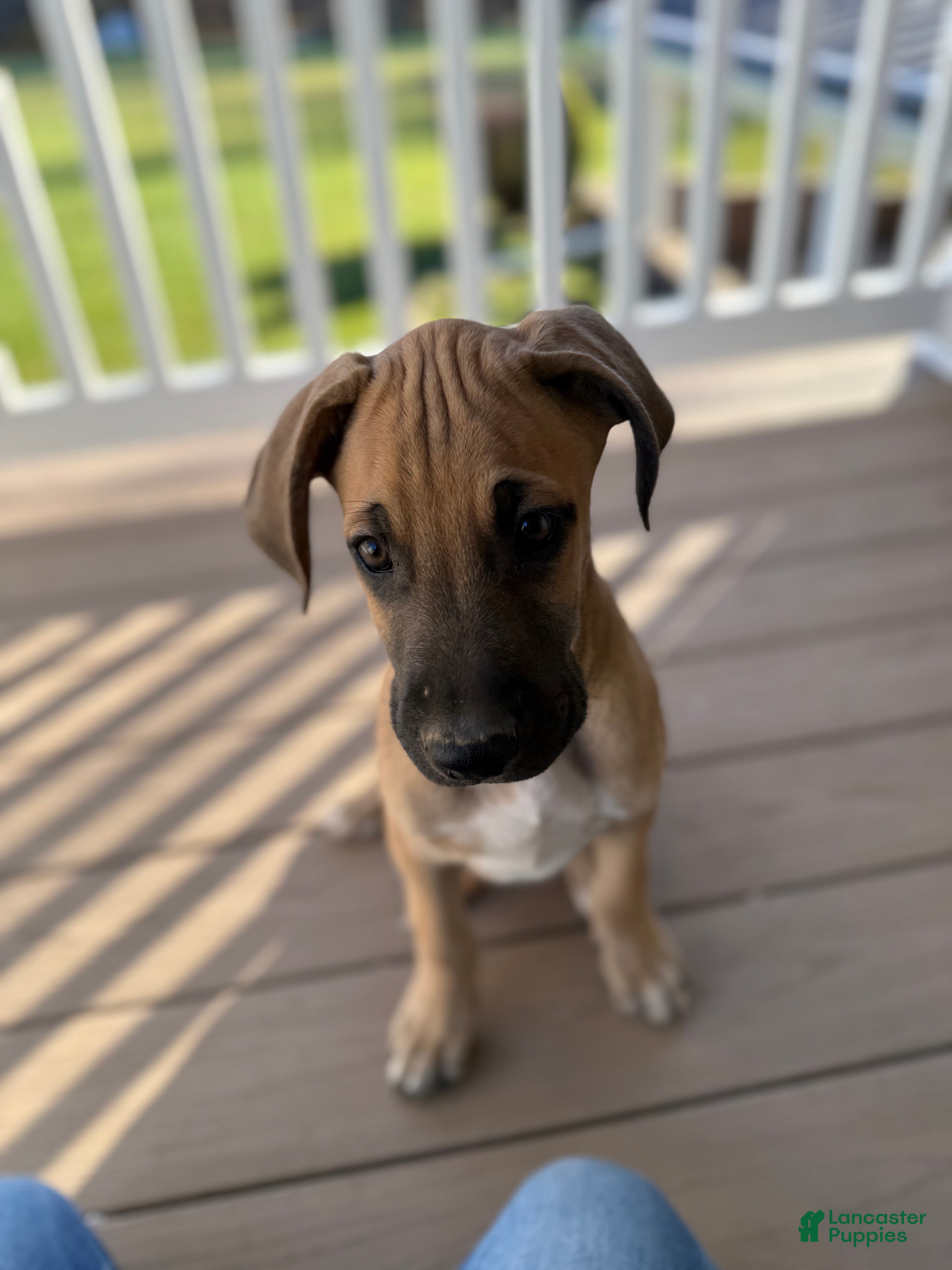 Mixed Breed dogs Bear - Ad 7