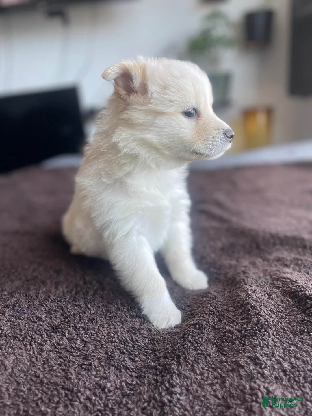 Alaskan Klee Kai dogs for sale: Alaskan Klee Kai Puppy 2 - Ad 2