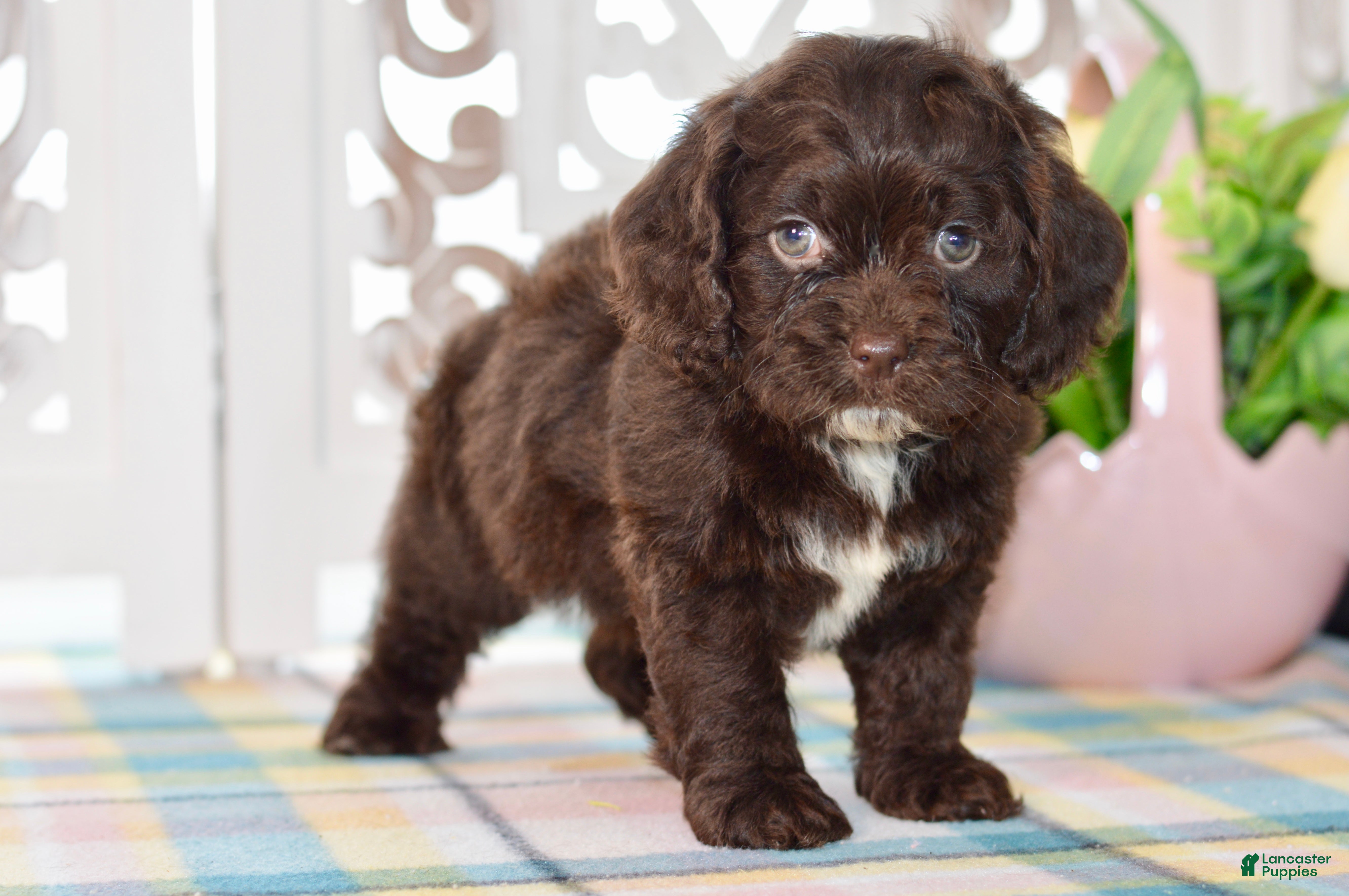 Cockapoo dogs Claudia - Ad 2