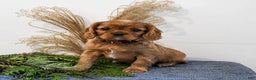 Cavalier King Charles Spaniel dogs for sale: Bandit - Ad 1
