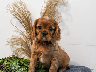 Cavalier King Charles Spaniel dogs Bandit - Ad 13