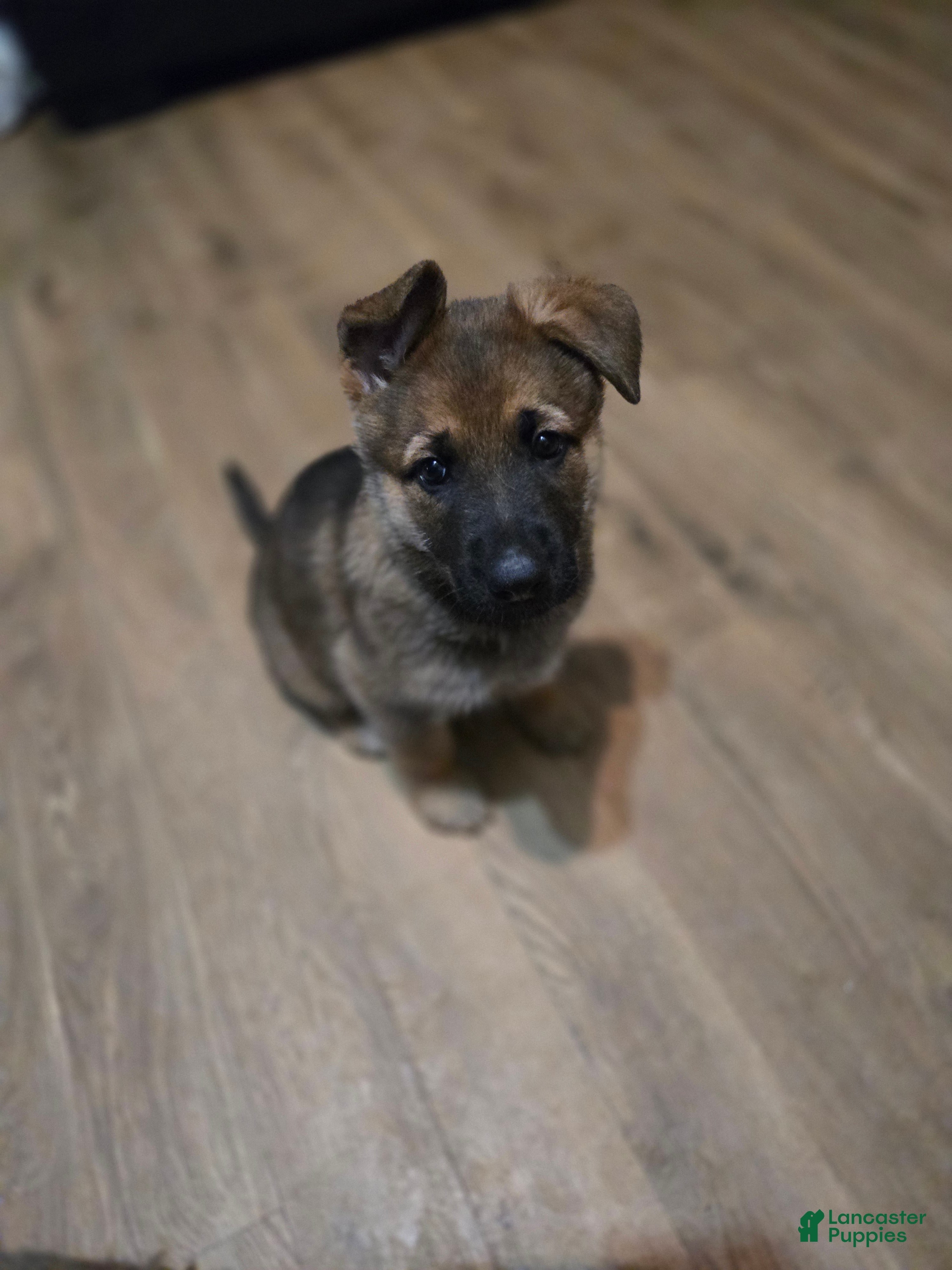 German Shepherd dogs German Shepherd Puppy 3 - Ad 32