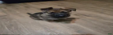 German Shepherd Puppy 3