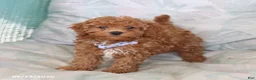 Maltipoo dogs for sale: Sunny  - Ad 1