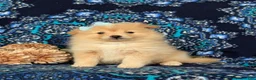 Pomeranian dogs for sale: Monette - Ad 15