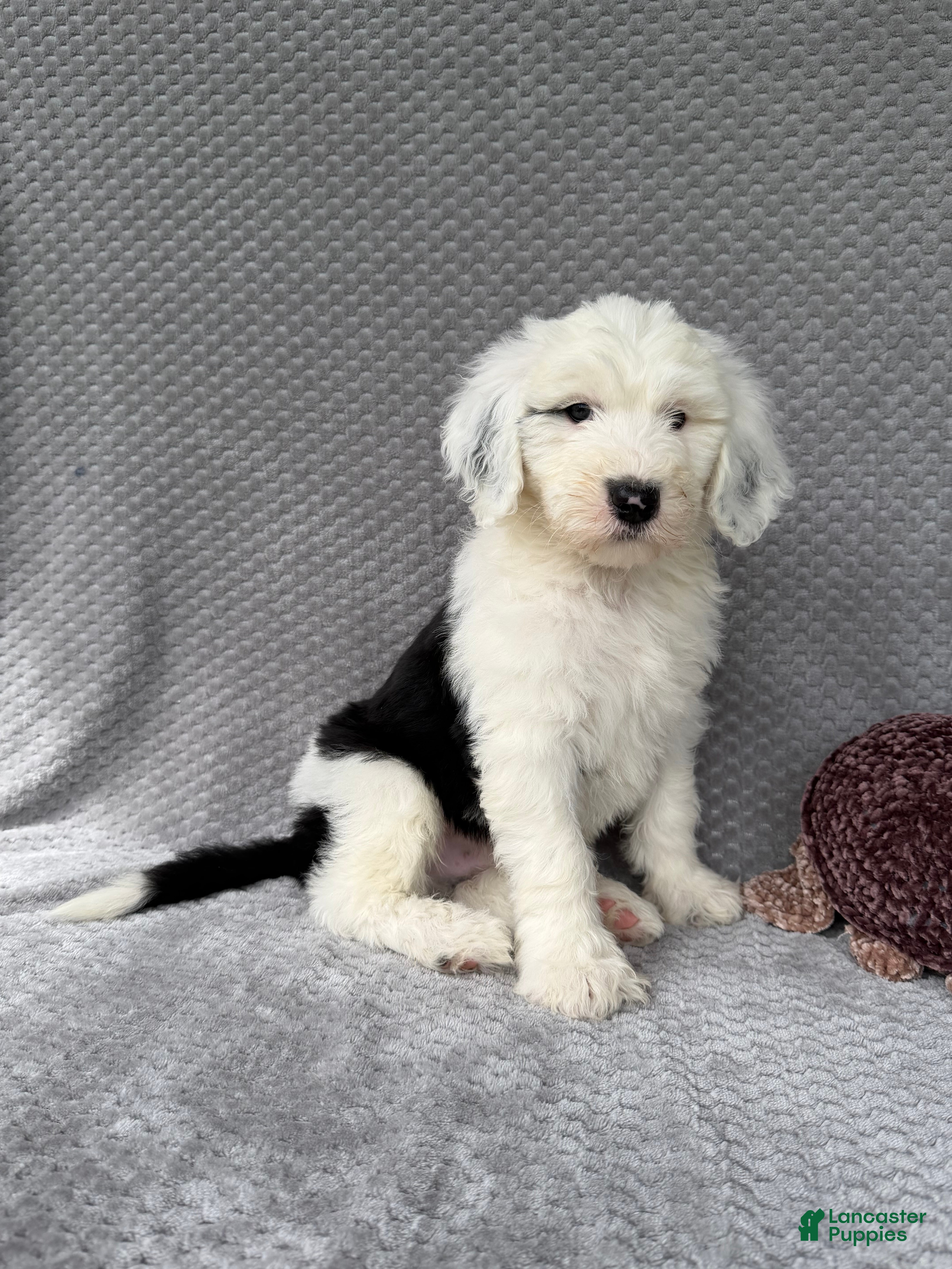 Sheepadoodle dogs Brooks - Ad 2