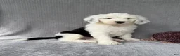 Sheepadoodle dogs for sale: Brooks - Ad 2