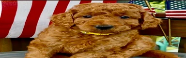 Mini -Medium Goldendoodle 