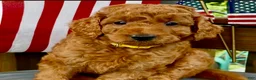 Mini Goldendoodle dogs for sale: Mini -Medium Goldendoodle  - Ad 1