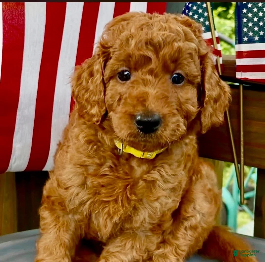 Mini Goldendoodle dogs for sale: Mini -Medium Goldendoodle  - Ad 1