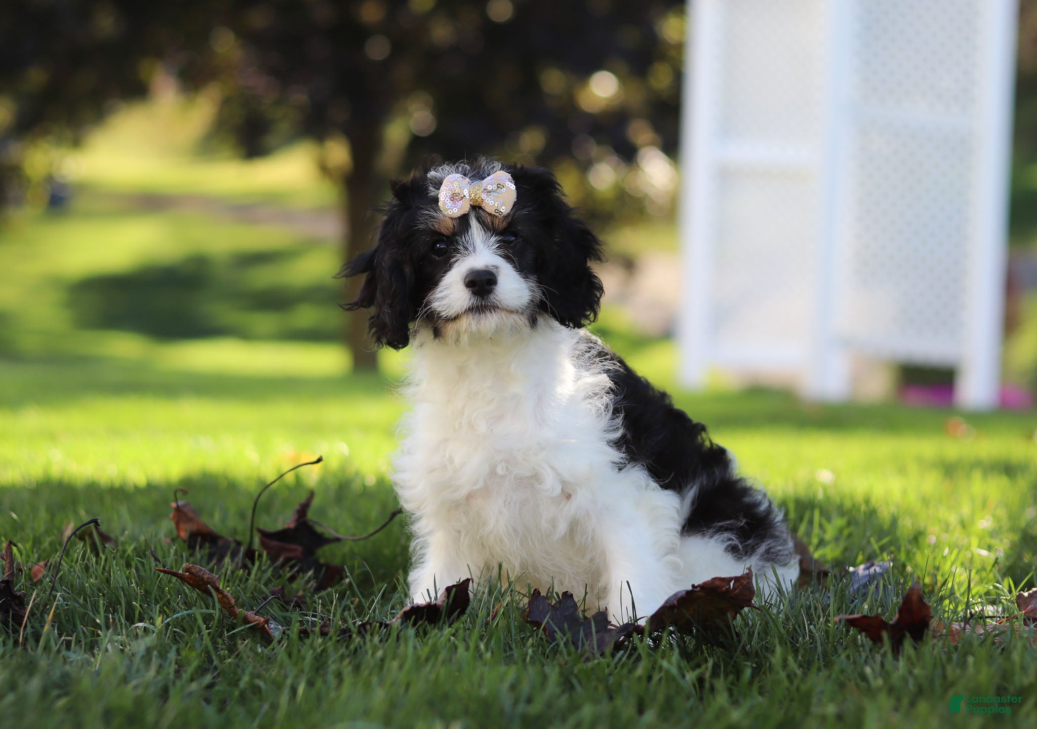 Cavapoo Puppies for sale under $500 Lancaster Puppies