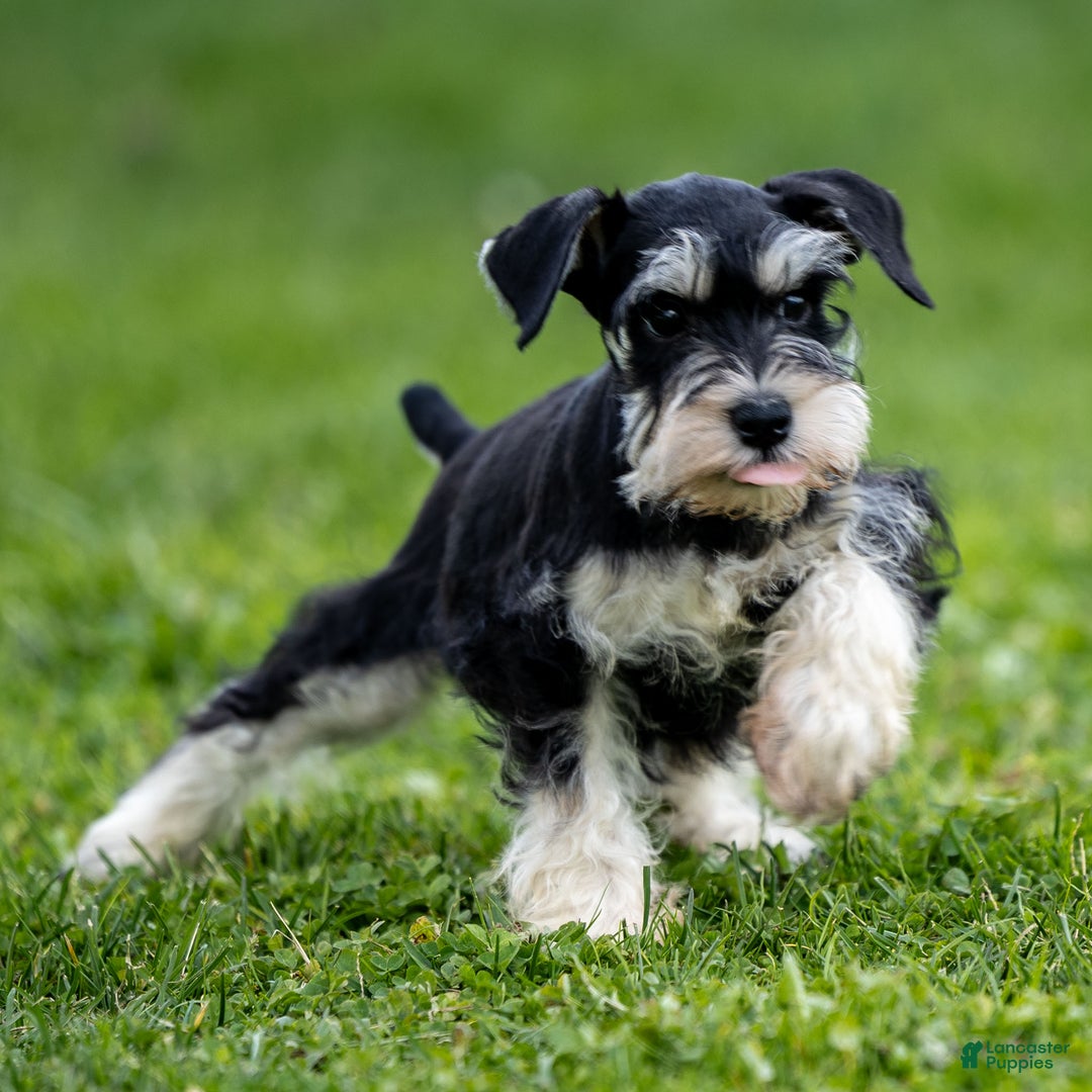 Miniature Schnauzer dogs for sale: Spencer - Ad 1