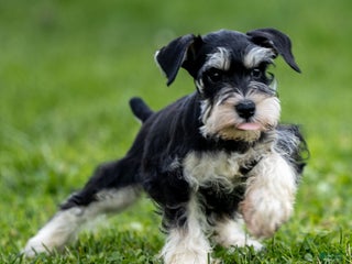 Miniature Schnauzer dogs Spencer - Ad 7