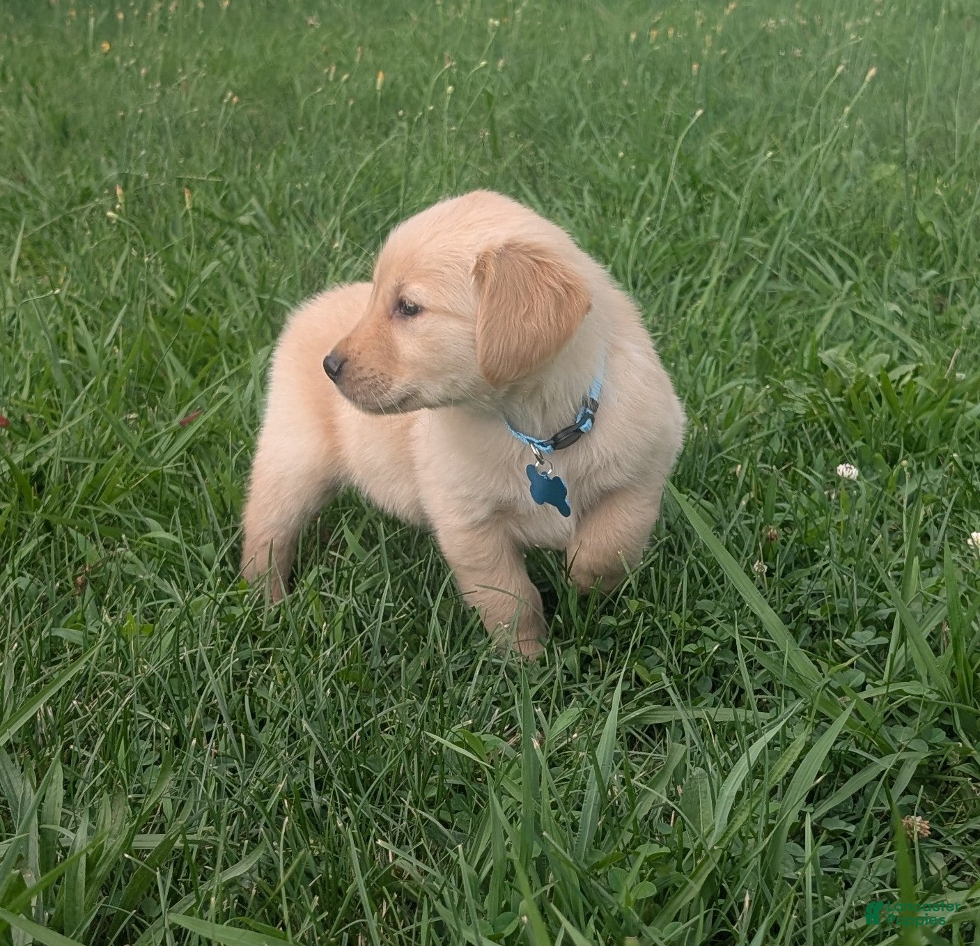 Golden Retriever dogs Ruby - Ad 2