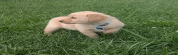 Golden Retriever dogs for sale: Ruby - Ad 2