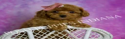 Toy Poodle dogs for sale: Meeka - Ad 3