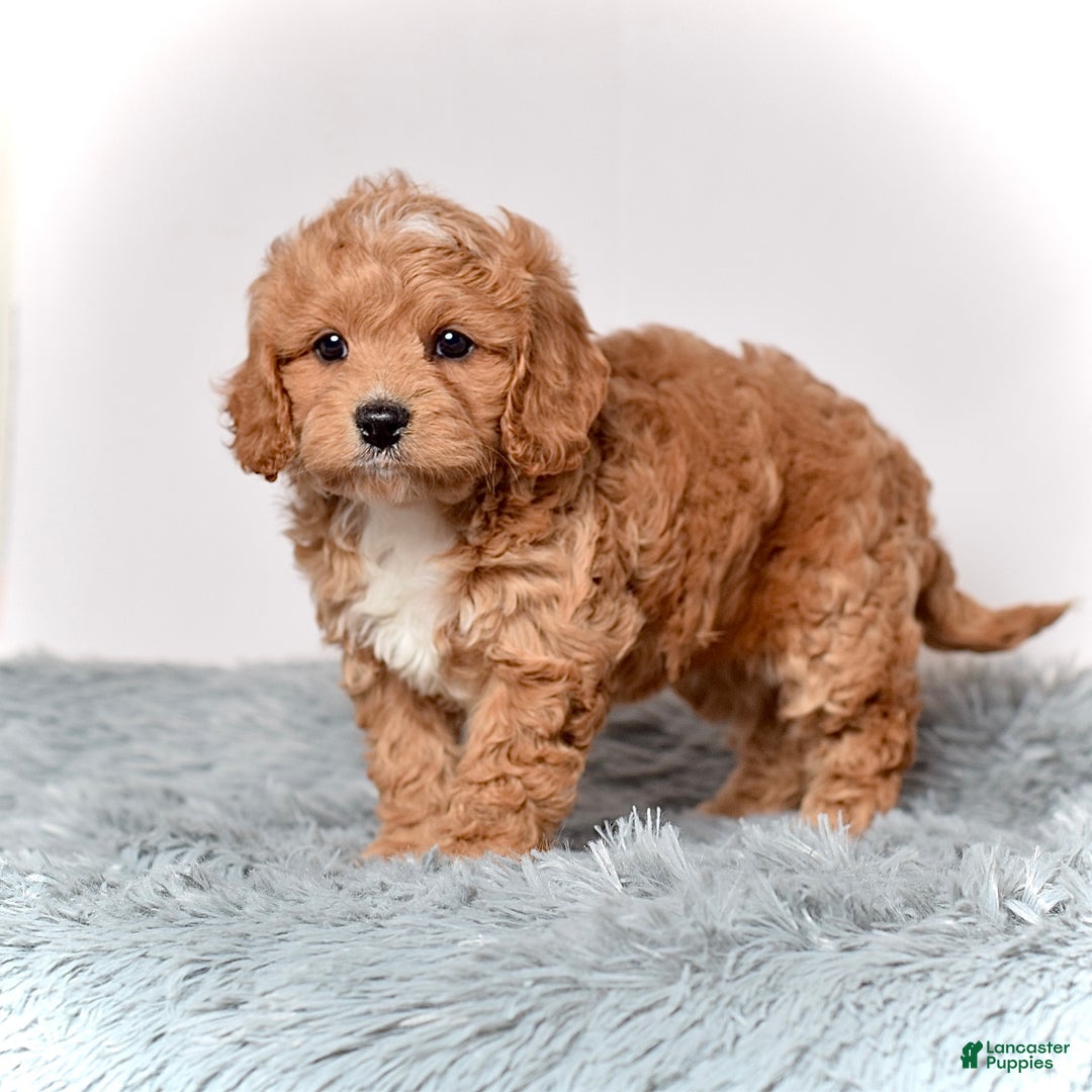 Cavapoo dogs for sale: Ms. Lexi - Ad 1
