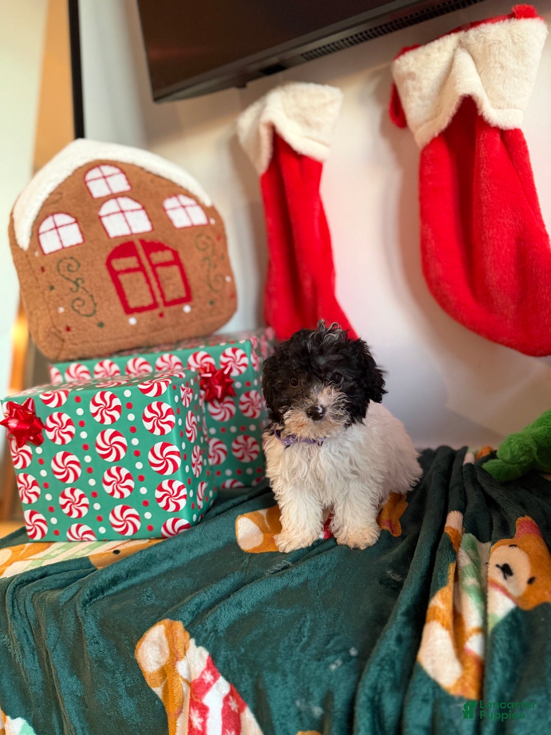 Toy Poodle dogs for sale: Kiki - Ad 1