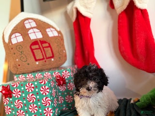 Toy Poodle dogs Kiki - Ad 29