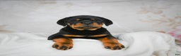 Rottweiler dogs for sale: Blake - Ad 7