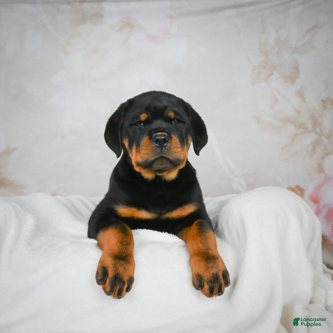 Rottweiler dogs for sale: Blake - Ad 7