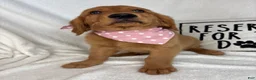Golden Retriever dogs for sale: Ginger - Ad 5