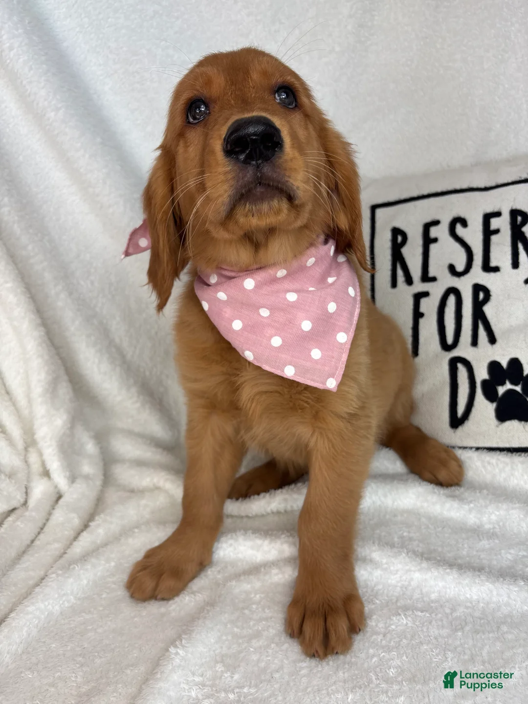 Golden Retriever dogs for sale: Ginger - Ad 5
