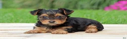 Yorkshire Terrier dogs for sale: Izzy - Ad 3
