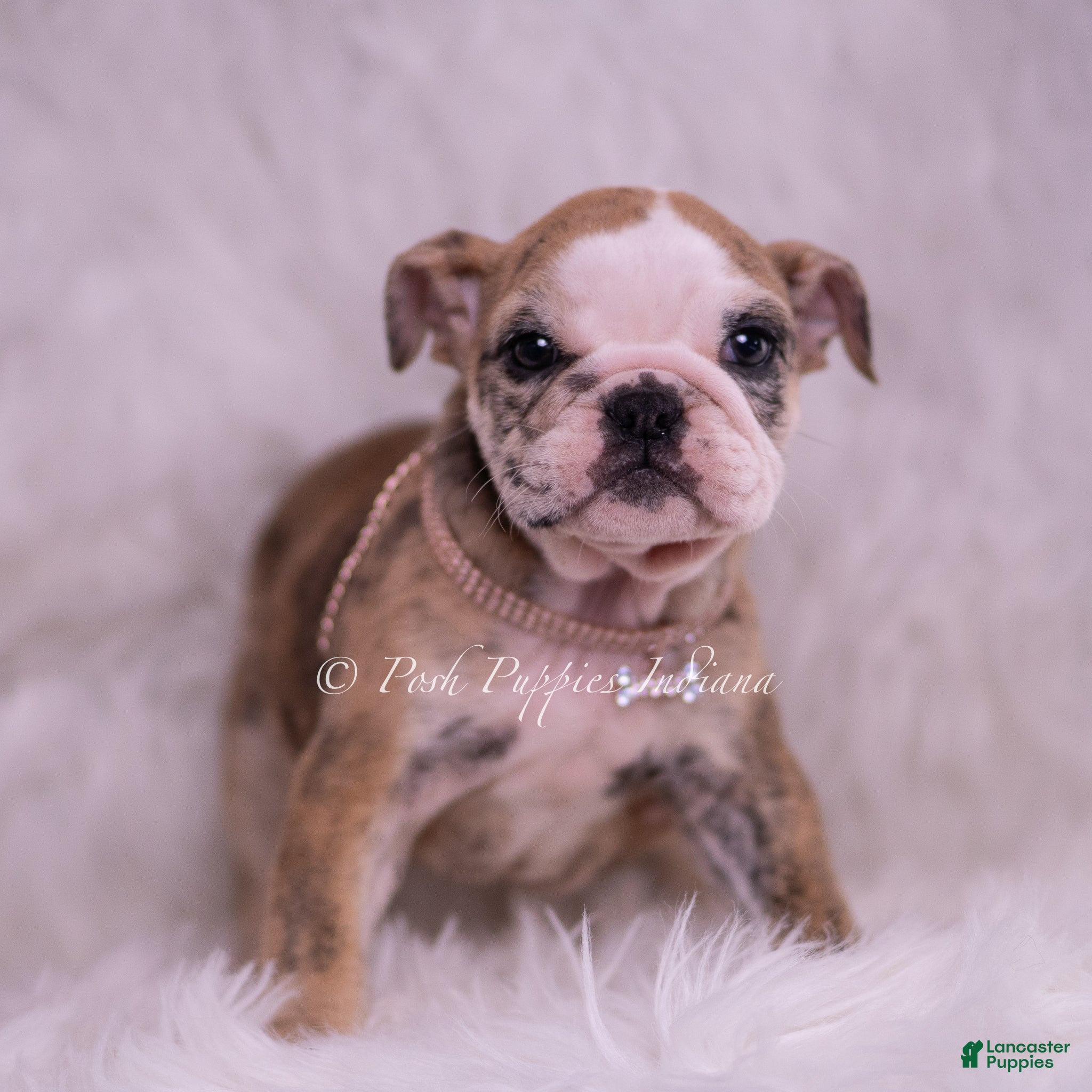English Bulldog dogs Verushka - Ad 2