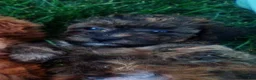 Havapoo dogs for sale: Nile - Ad 1