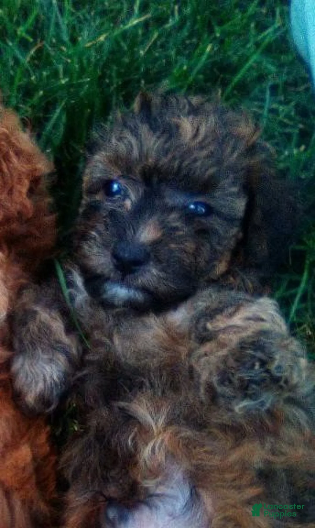 Havapoo dogs for sale: Nile - Ad 1