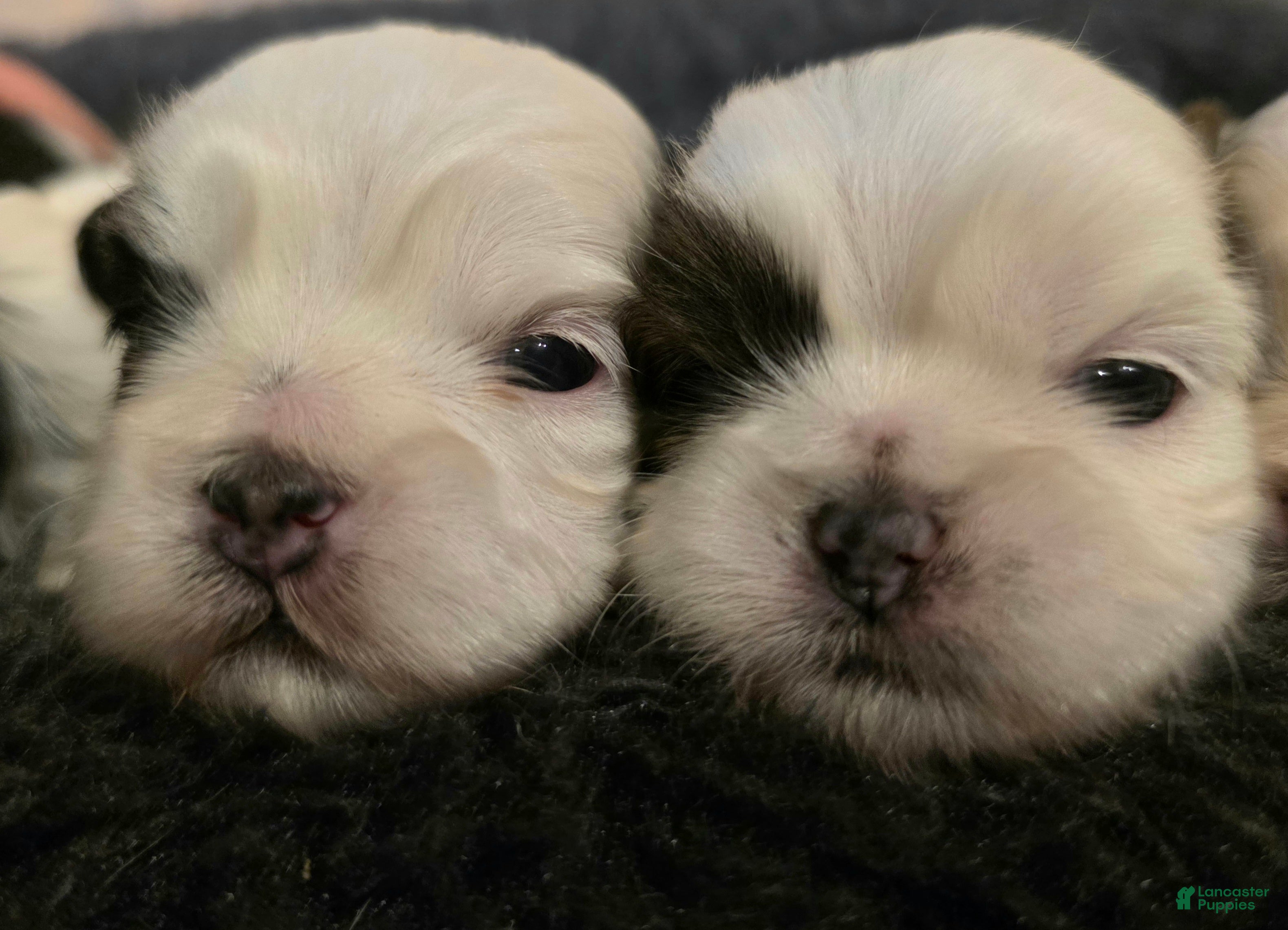 Shih Tzu dogs Shih Tzu Puppy 2 - Ad 5