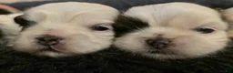 Shih Tzu dogs for sale: Shih Tzu Puppy 2 - Ad 1