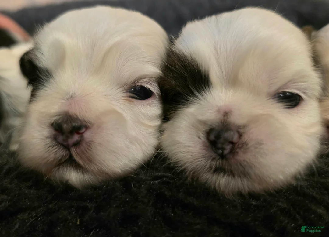 Shih Tzu dogs for sale: Shih Tzu Puppy 2 - Ad 1
