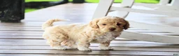 Mixed Breed dogs for sale: Cooper  - Ad 4