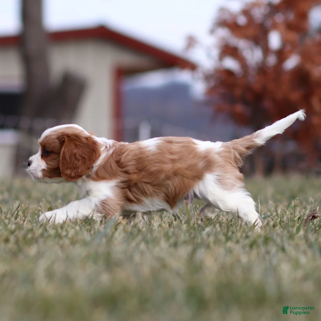 Cavalier King Charles Spaniel dogs for sale: Liam - Ad 5