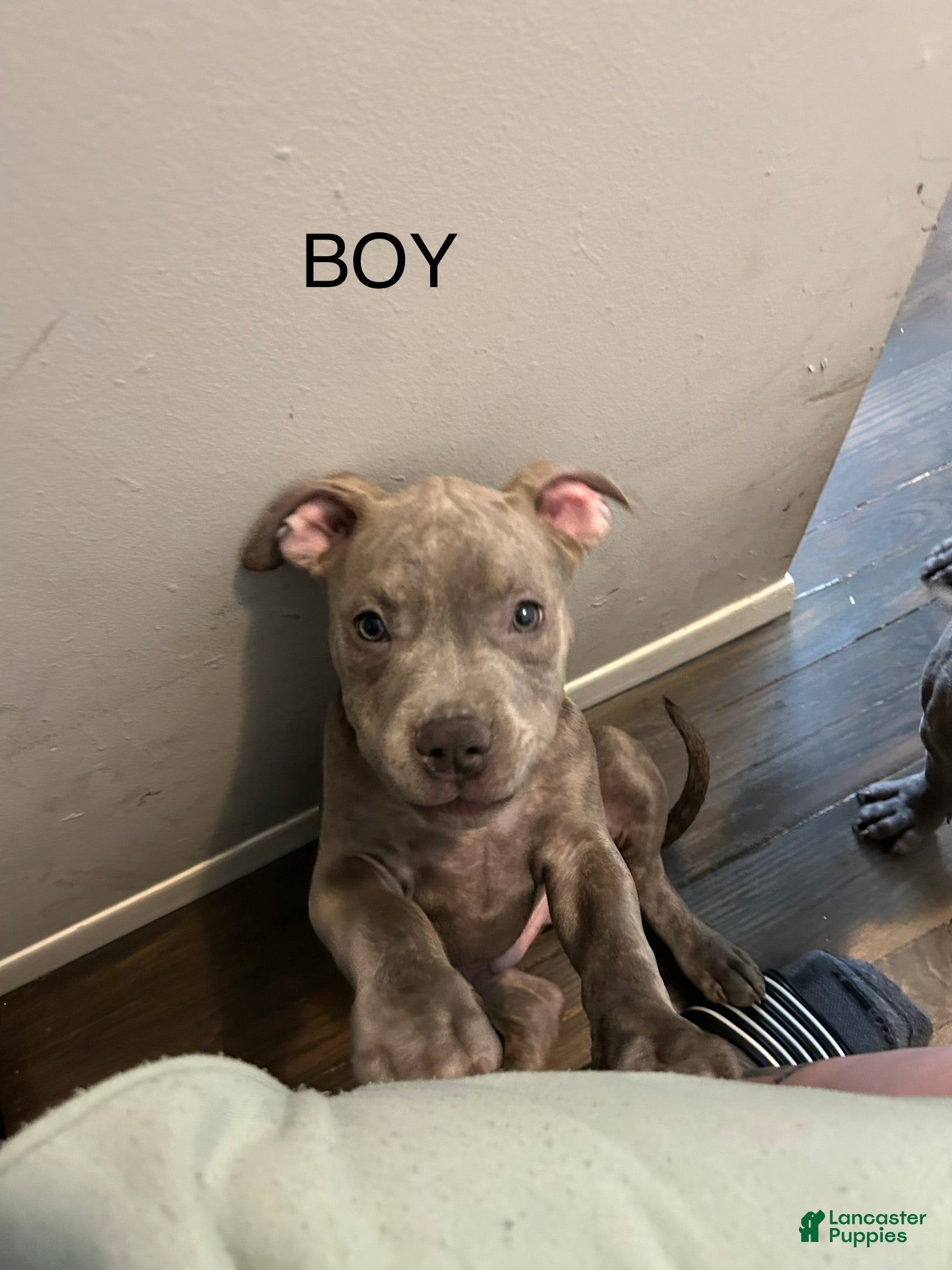 American Bully dogs American Bully Puppy 2 - Ad 37