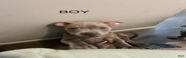American Bully Puppy 2
