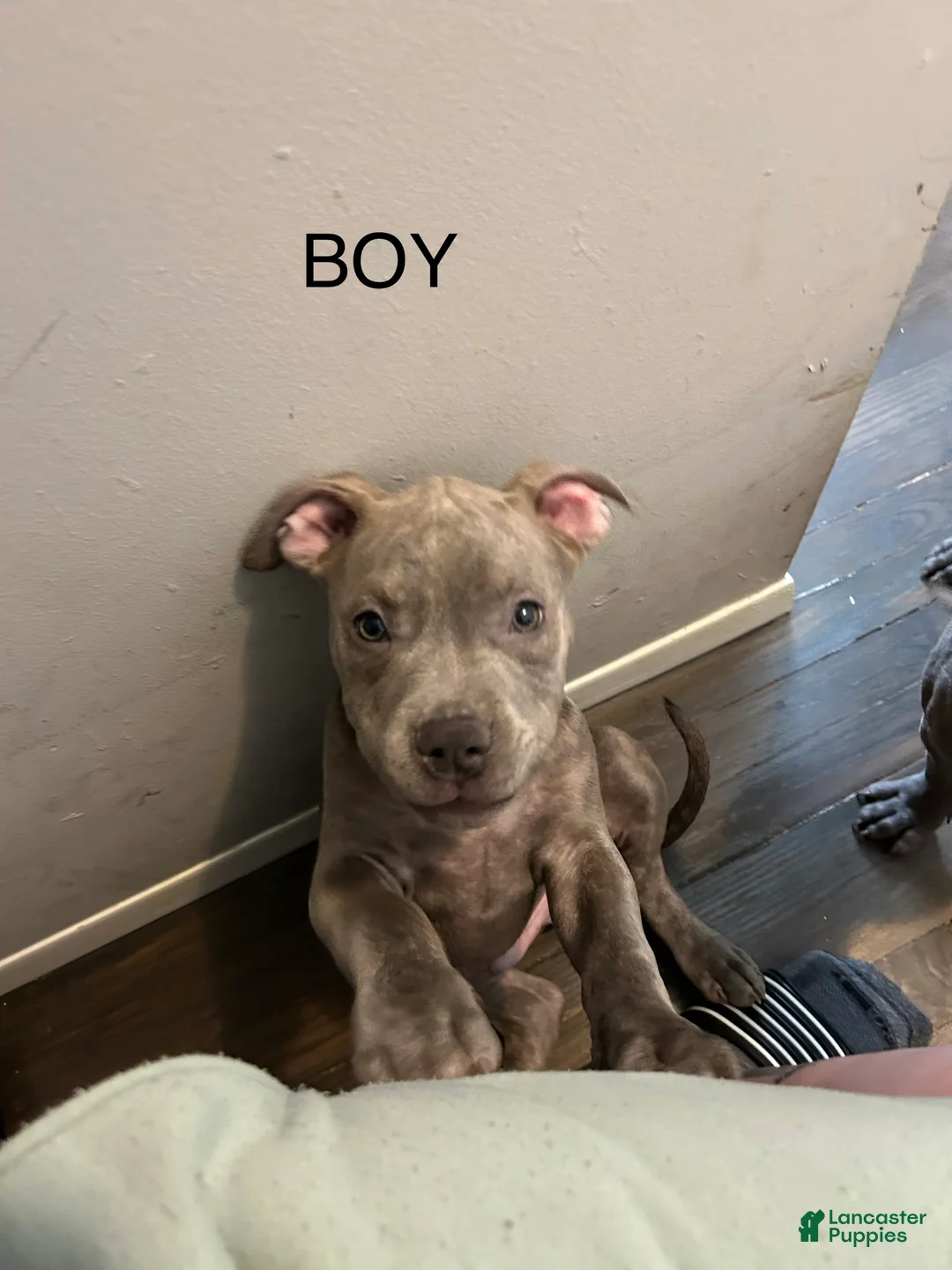 American Bully dogs for sale: American Bully Puppy 2 - Ad 1