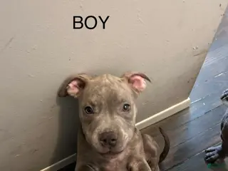 American Bully dogs American Bully Puppy 2 - Ad 37