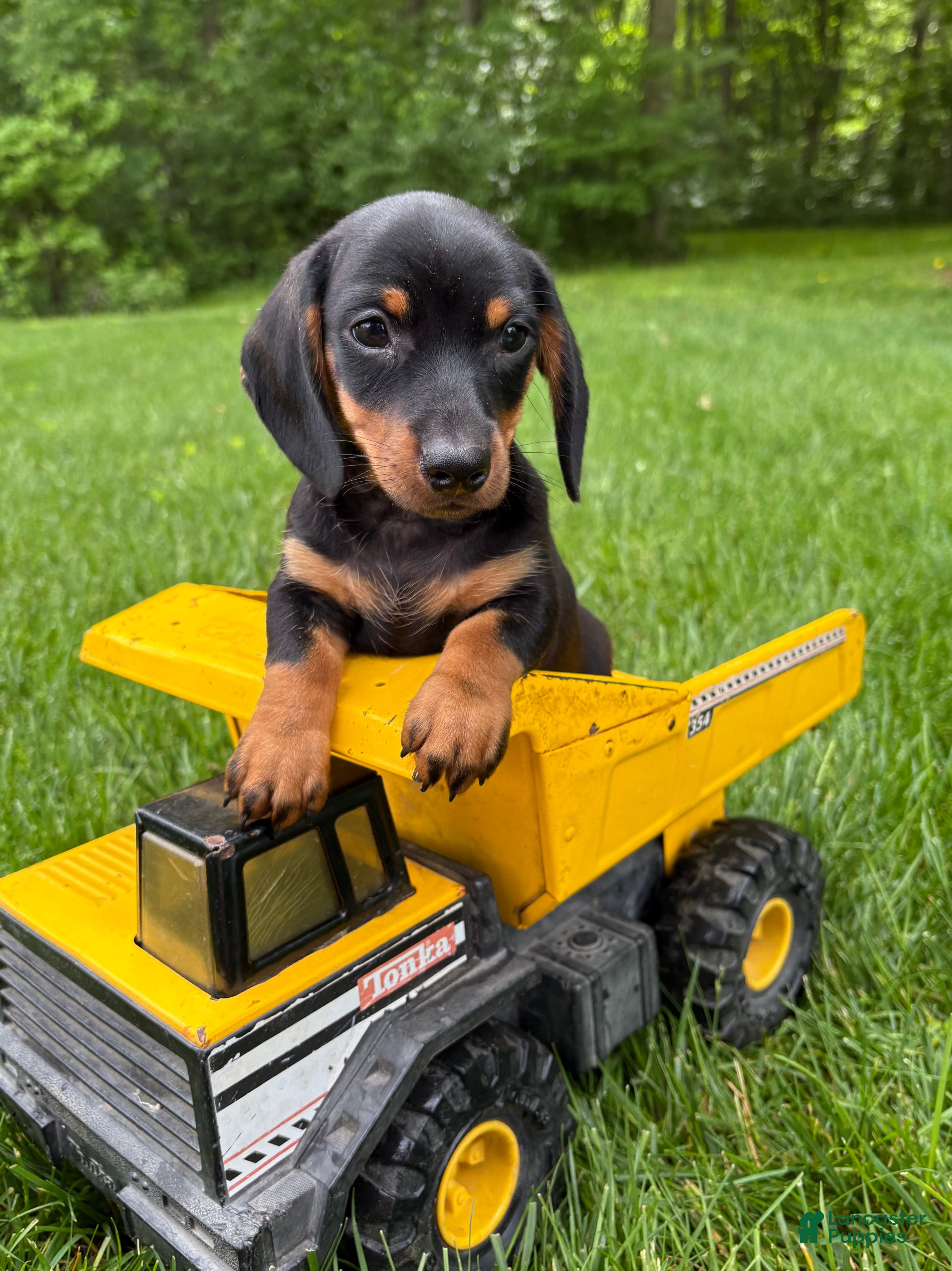 Dachshund dogs Echo - Ad 1