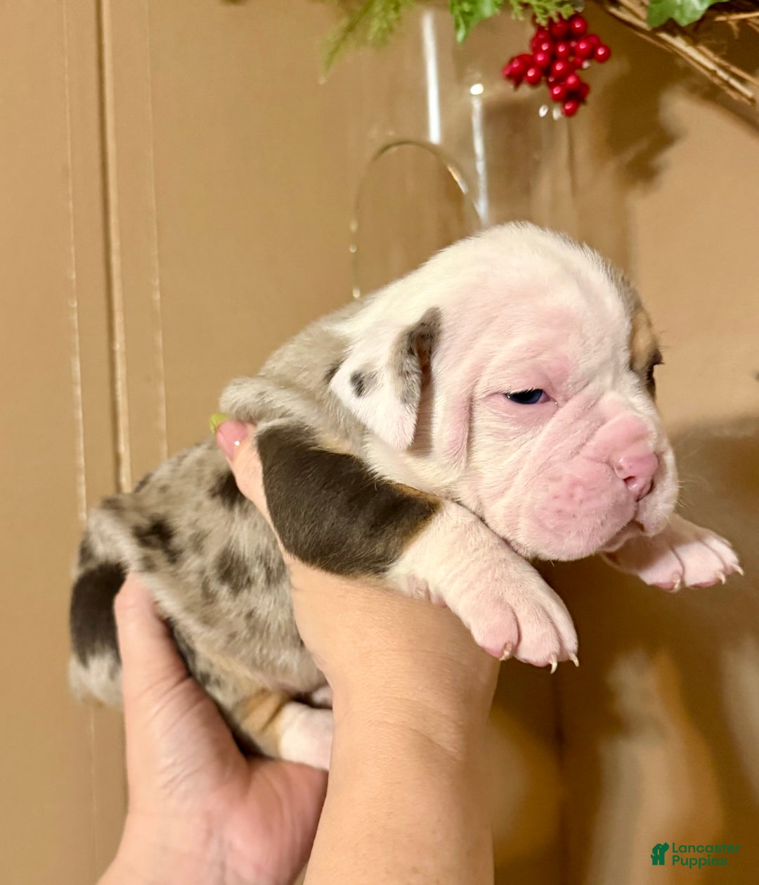 Olde English Bulldogge dogs for sale: Alexandria - Ad 12