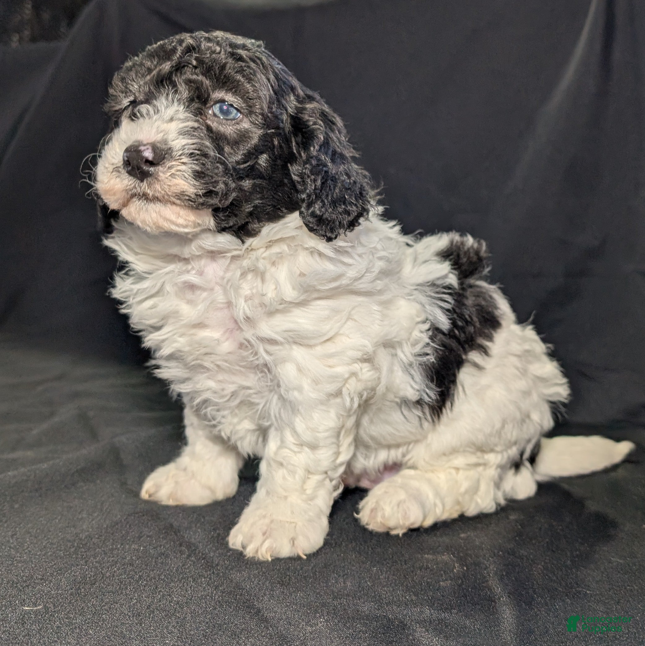 Mixed Breed dogs Jake - Ad 9