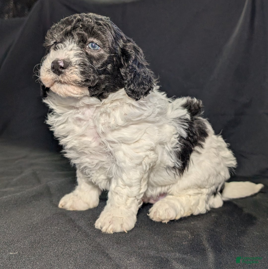 Mixed Breed dogs for sale: Jake - Ad 1