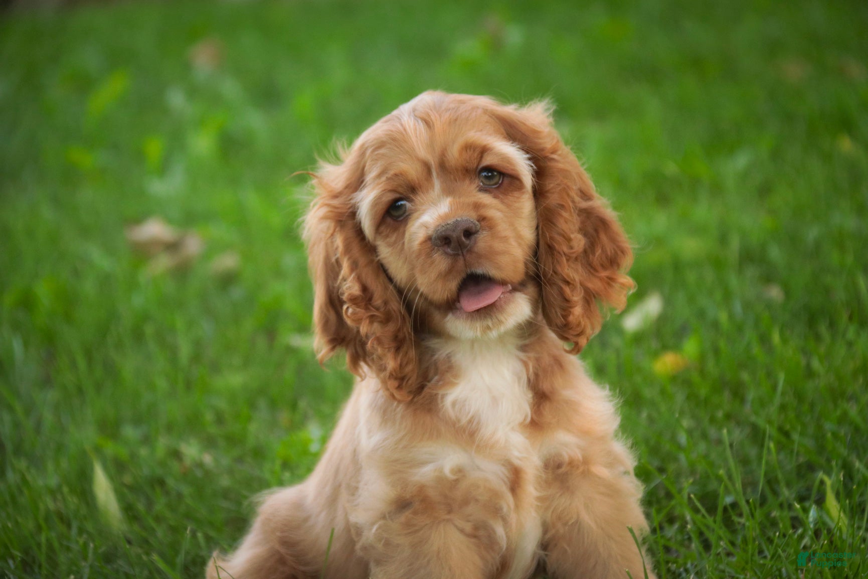 Cocker Spaniel dogs Alexa Cocker Spaniel  - Ad 1