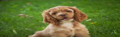 Alexa Cocker Spaniel 