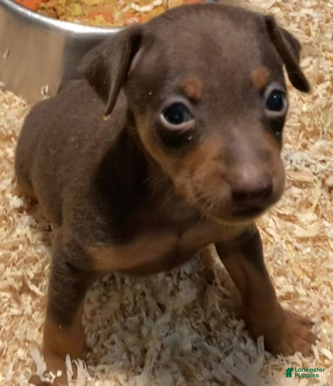 Pons Polish Lowland Sheepdog Club Polish Sheepdog Puppies Top